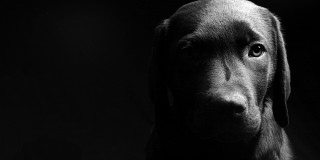 Black dog sad looking camera - elke vogelsang free wallpaper
