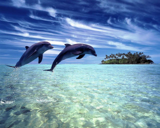 Dolphins jumping water island ocean 2 - two dolphin free wallpaper