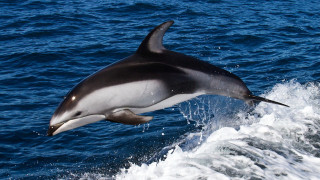 Dolphin jumping water mouth open 5 - mouth wide free wallpaper