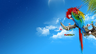 Colorful parrot palm tree blue 2 - a colorful parrot free wallpaper