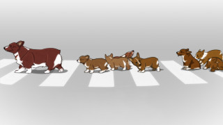 Dogs crosswalk line same side - a group of dogs free wallpaper
