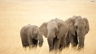 Three elephants walking field grass - amédée ozenfant free wallpaper