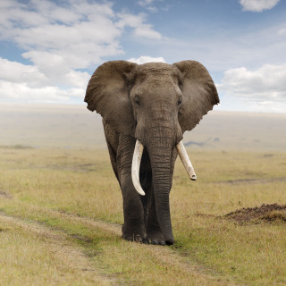 Elephant walking field sky background - amédée ozenfant free wallpaper for tablet