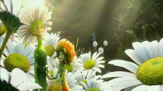 Flowers grass sunlight leaves foreground - a bunch of flowers free wallpaper