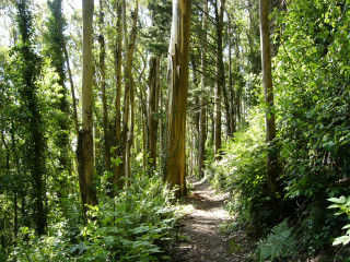 Wooded path nature trail trees - free forest wallpaper
