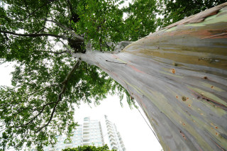 Tree trunk building skyline forest - david diao free wallpaper