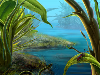 Swampy pond plants foreground background - a swampy area free wallpaper