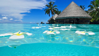 Tropical beach thatched roof flowers - a tropical beach free wallpaper