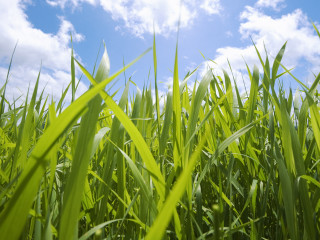 Green grass blue sky clouds 2 - green grass free wallpaper