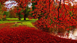Bench tree red leaves river 2 - a bench free wallpaper