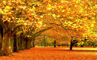Park trees leaves bench nature 7 - free autumn wallpaper