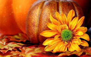 Yellow flower table pumpkin leaf - table cloth free wallpaper