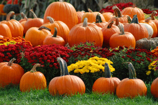 Pumpkin field mums flowers foreground - fall vibrancy free wallpaper