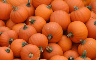 Orange pumpkins table background autumn - a pile free wallpaper for desktop