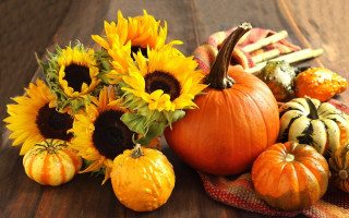 Pumpkins sunflowers squash table autumn - fall vibrancy free wallpaper