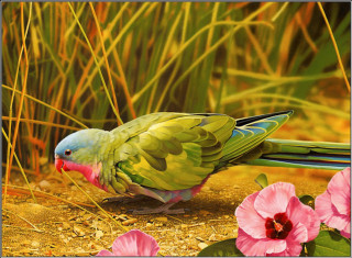 Green blue pink bird flowers - a green bird free wallpaper