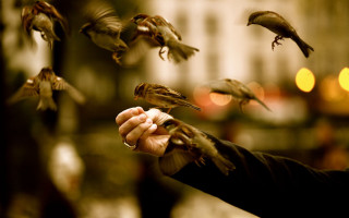 Person holding bird flying away - charles bird king free wallpaper