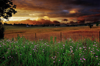 Field fence flowers foreground cloudy - field free wallpaper