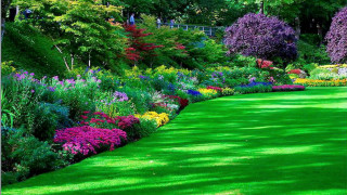 Lush green lawn flower garden - rich vivid color free wallpaper