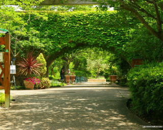 Pathway trees plants sign nature - a pathway free wallpaper