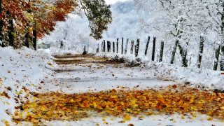 Snowy path fence trees leaves - a few leaf free wallpaper