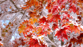 Tree red leaves snow blue - the snow free wallpaper