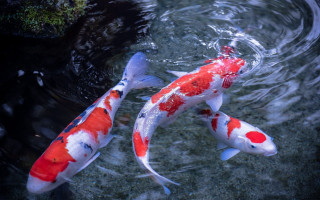Koi fish swimming pond algae 3 - amano free wallpaper