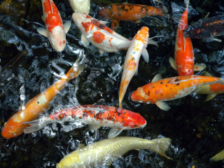 Orange white fish swimming pond - lostfish free wallpaper for desktop