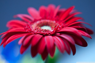 Red flower blue background blurry - focus free wallpaper
