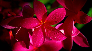 Close up flower water droplets 6 - anne dunn free wallpaper for desktop