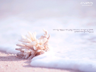 White flower sandy beach love - a sandy beach free wallpaper