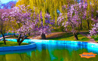 Pond trees bench blue wall - a blue wall free wallpaper