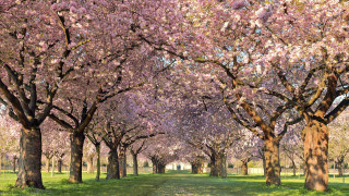 Park trees grass path nature - bloom free wallpaper