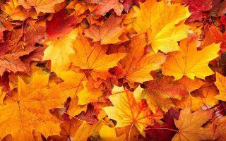 Fall leaves autumn umbrella puzzle - free autumn wallpaper