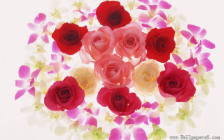 Red white roses pink yellow - a bouquet free wallpaper