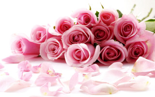 Bouquet pink roses white background - a bouquet free wallpaper