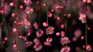 Pink flowers hanging tree branch - chen chi free wallpaper