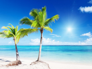 Palm trees beach sun clouds - cloud and sun free wallpaper for desktop