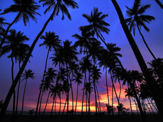 Sunset palm trees purple sky - a purple sky in the background free wallpaper