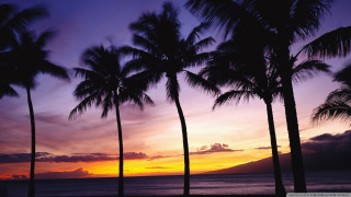 Sunset palm trees mountain purple - palm tree free wallpaper