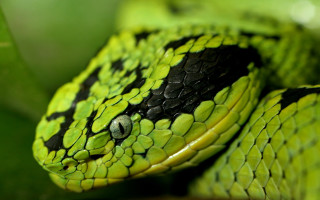 Green snake black spots resting - its head and neck free wallpaper