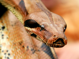 Snake closeup blurry background head - background behind free wallpaper