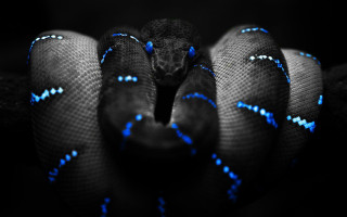 Blue black snake head turned 2 - snake free wallpaper