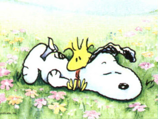 Snoopy yellow bird head chest 2 - a yellow bird free wallpaper