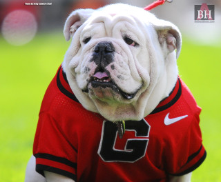 Bulldog red shirt number tongue - number free wallpaper