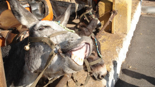 Donkey smile tied post saddle - a post free wallpaper