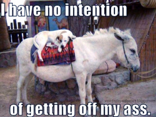 White horse dog back caption 2 - a white horse free wallpaper