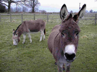 Two donkeys field fence trees - in the background and trees free wallpaper