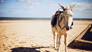 White horse sandy beach ocean - a white horse free wallpaper