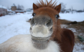 Horse white face brown nose - selfie free wallpaper for desktop